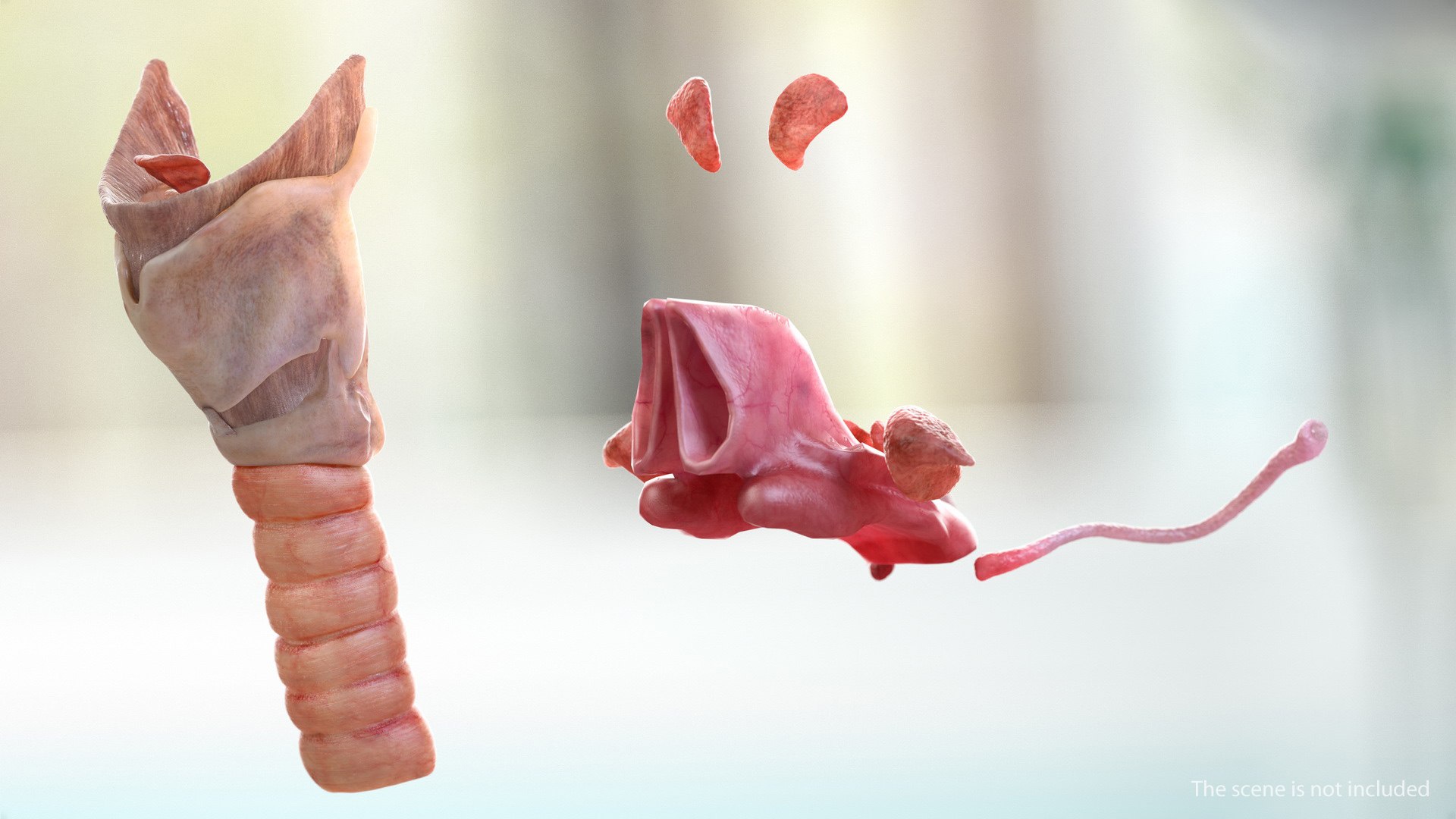 Human Head Respiratory 3D Model - TurboSquid 1469283