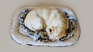 Dog sleeping 3D Scan