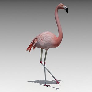 3d model flamingo animations
