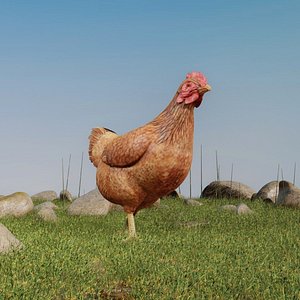Detailed Realistic Chicken