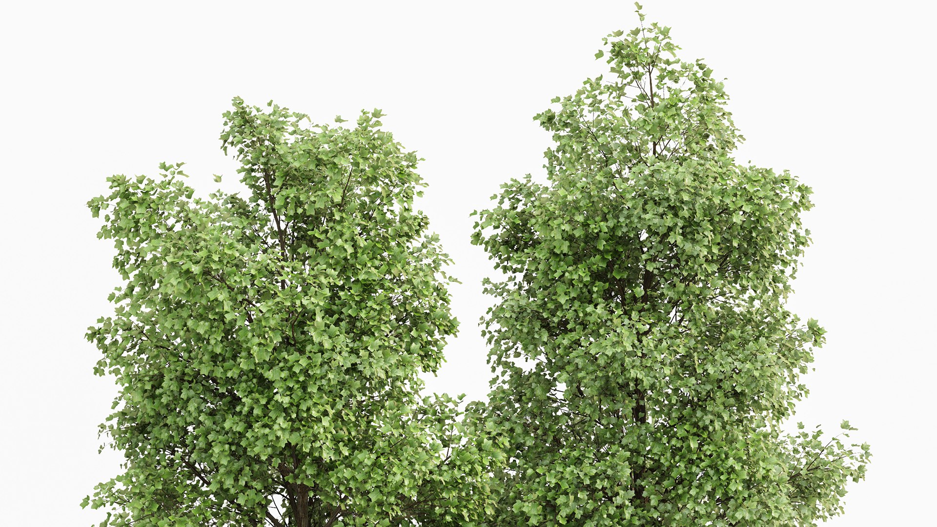 Tulip Poplar 2 Trees 3D Model - TurboSquid 2243020
