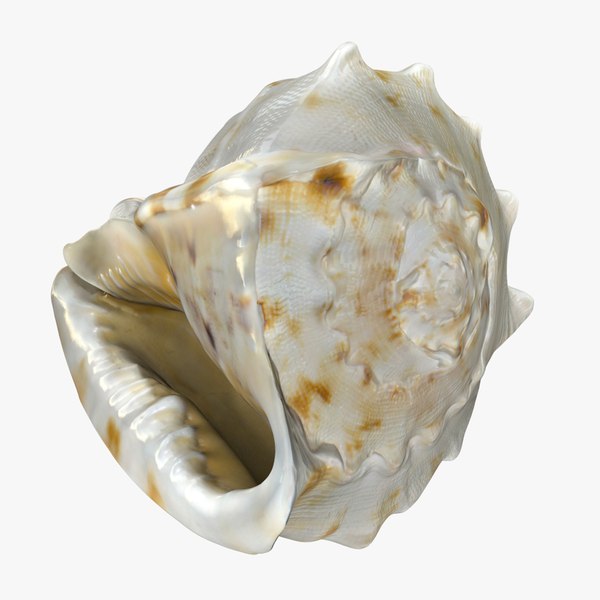 3D Conch Shell