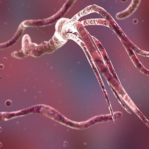 Spirilium Bacteria
