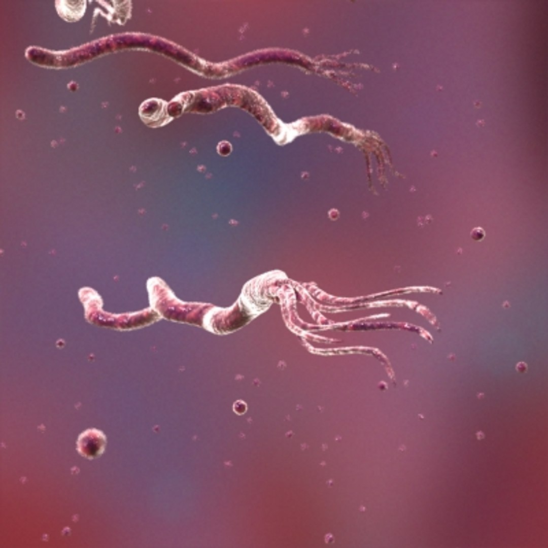 3d model spirilium bacterias https://p.turbosquid.com/ts-thumb/yT/zqrCaq/k2DkI4dH/spiral03/jpg/1266333710/1920x1080/fit_q87/94aed0b1afa0c1c755dbe5a163810b868fc15202/spiral03.jpg