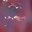 Spirilium Bacteria