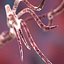 Spirilium Bacteria