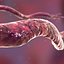 Spirilium Bacteria
