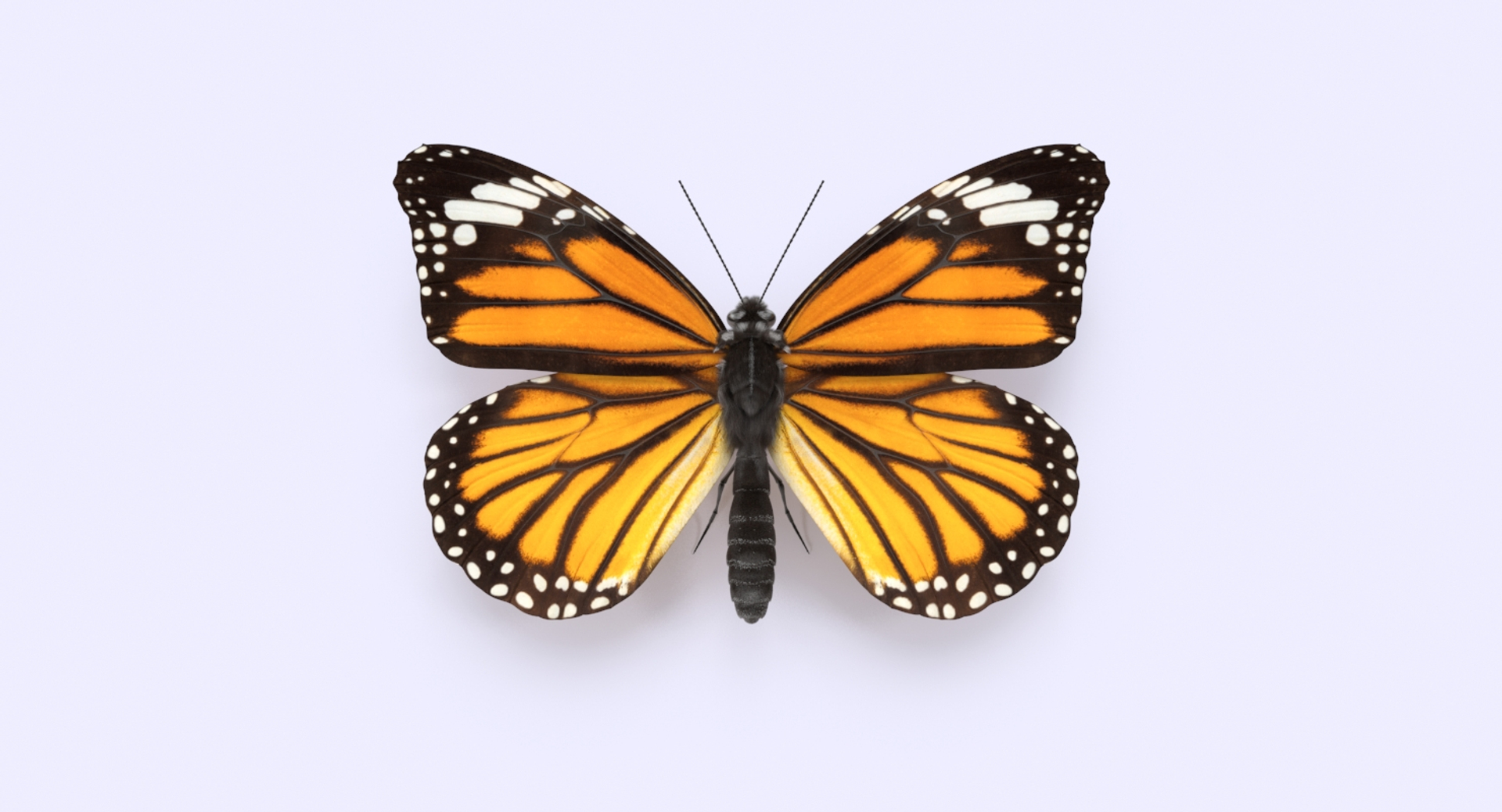 3D Butterfly monarch 3D model