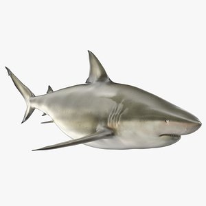 Java Shark