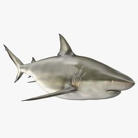 Java Shark
