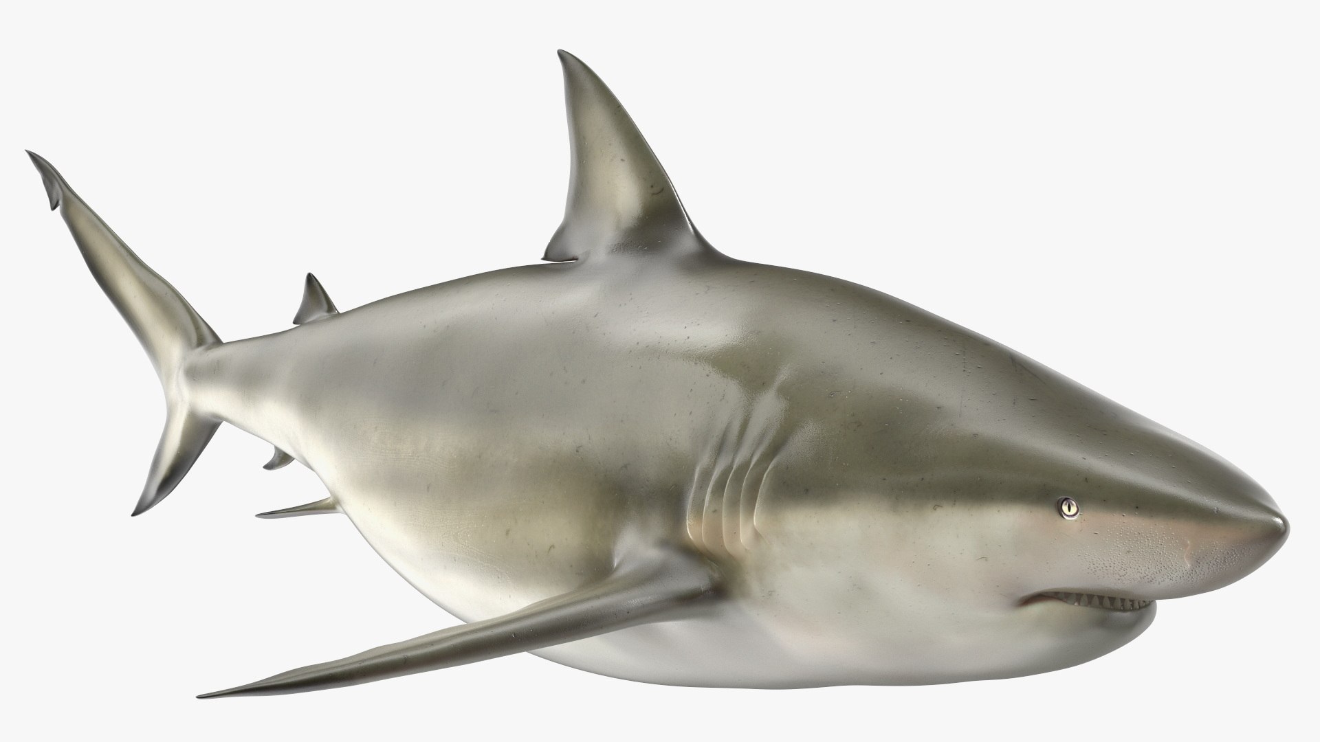 Java Shark 3D model preview