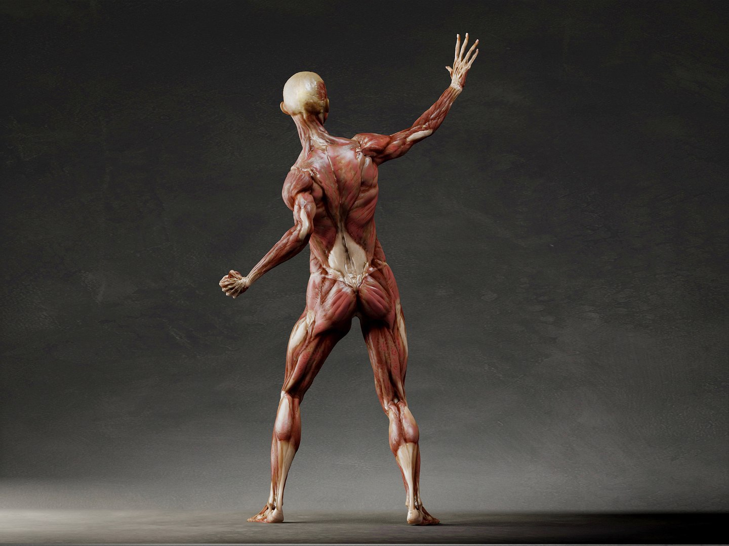 3D Ecorche Anatomy Model - TurboSquid 1859629