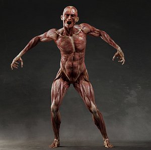 Ecorche anatomy