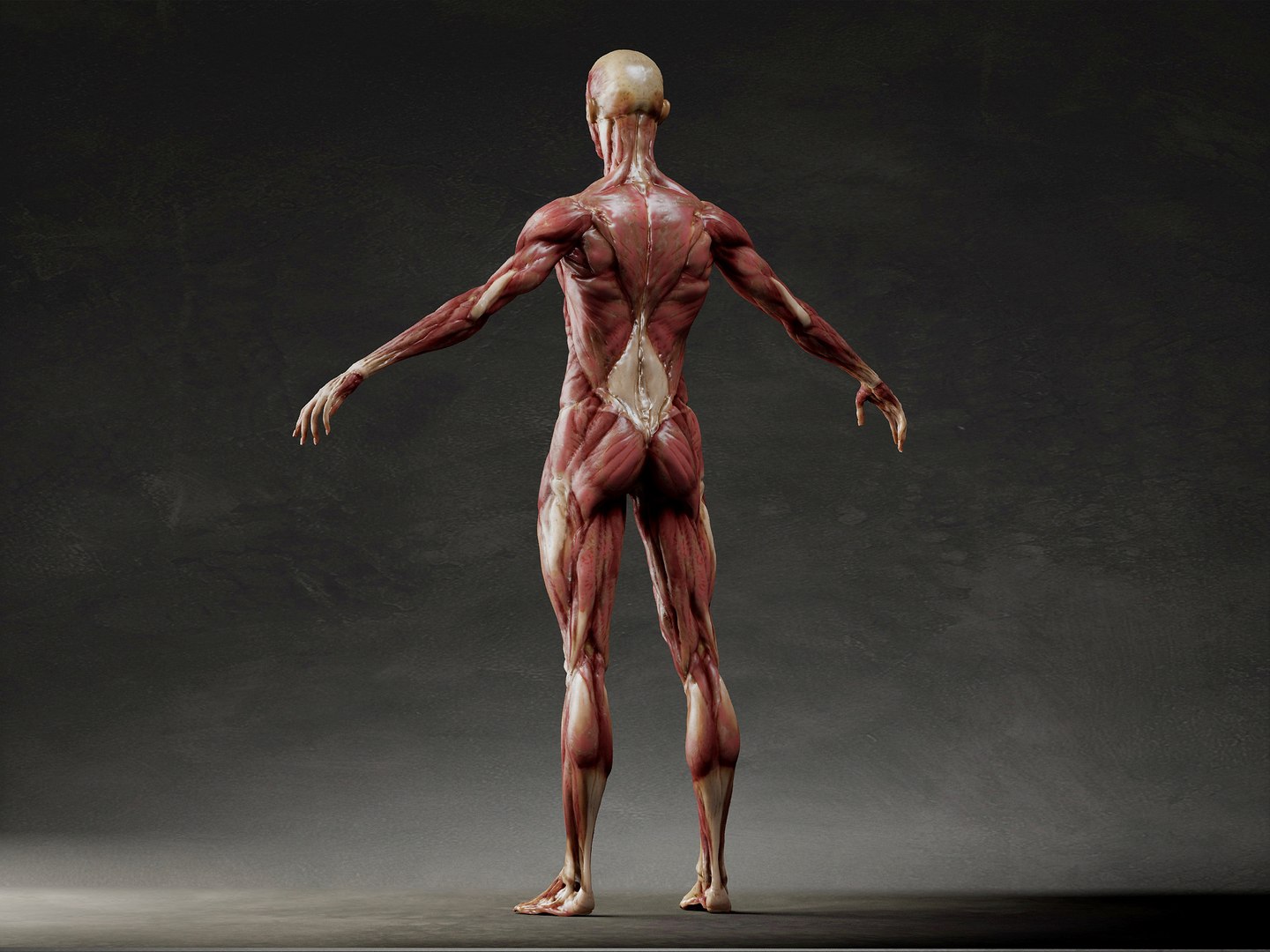 3D Ecorche Anatomy Model - TurboSquid 1859629