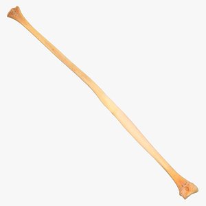 Kangaroo Red Necked Wallaby Fibula 01