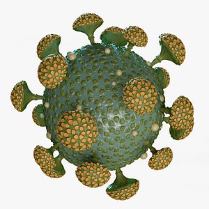 3D model coronaviruses coronaviridae isolated