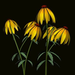 3d model cornflower corn flower