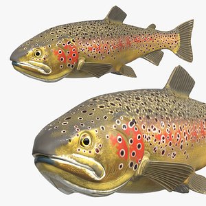 Swimming Brown Trout Fish Animated Rigged For Blender 3D model