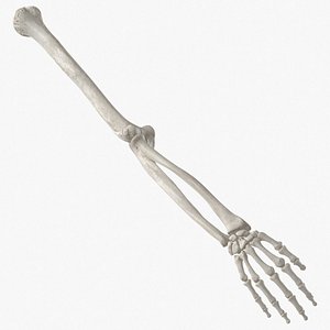 3D real human arm bones hand