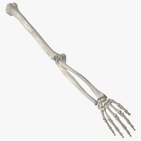 Real Human Arm Bones Hand Ulna Radius Humerus Anatomy 01 White