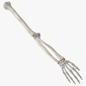 Real Human Arm Bones Hand Ulna Radius Humerus Anatomy 01 White
