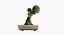 Árvore bonsai