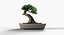 Árvore bonsai