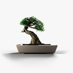 3D bonsai tree model