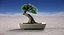 Árvore bonsai