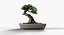 Árvore bonsai