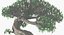 Árvore bonsai