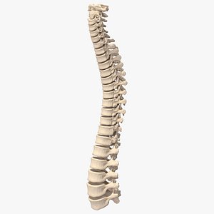 Human Spine Anatomy 3D model