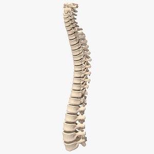 Human Spine Anatomy