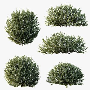 AV Gray Box Westringia Fruticosa Coastal Rosemary Flower bushes 3D