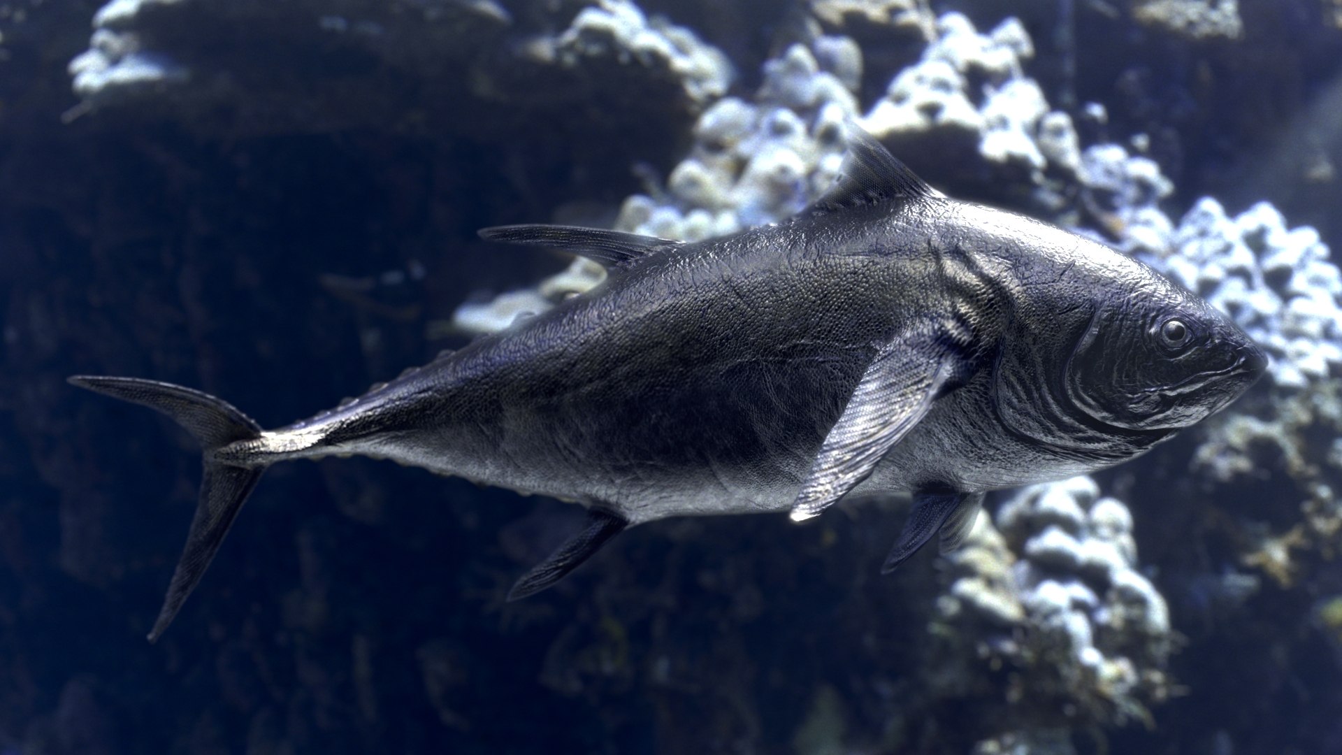 Tuna Rigged 3D - TurboSquid 1642519