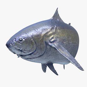 Tuna Fish Animated