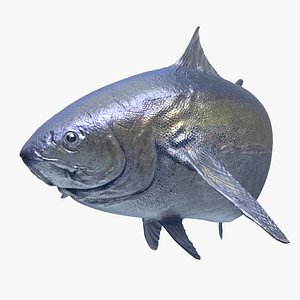 Tuna Fish Animated