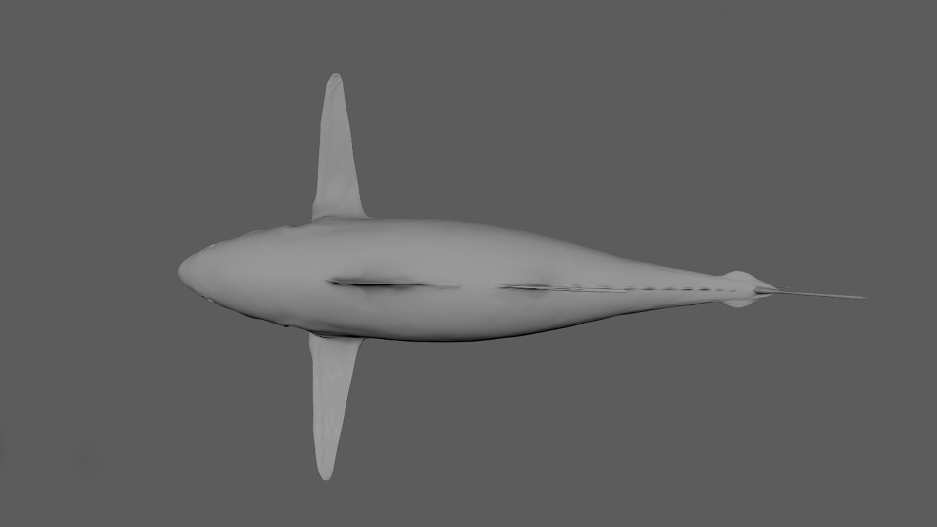 Tuna Rigged 3D - TurboSquid 1642519