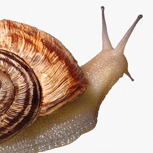 Snail Rigged