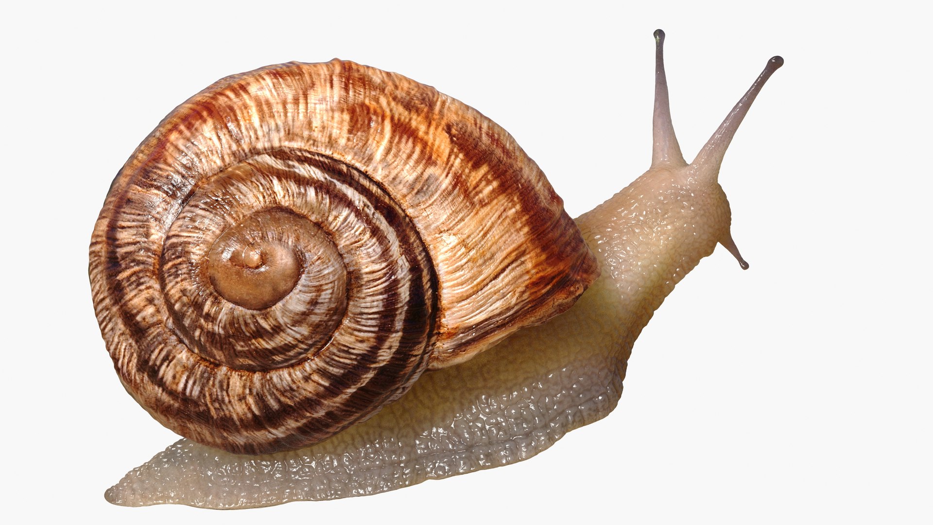 蜗牛索具3d模型