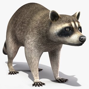 3D Raccoon Rigged for Cinema 4D model