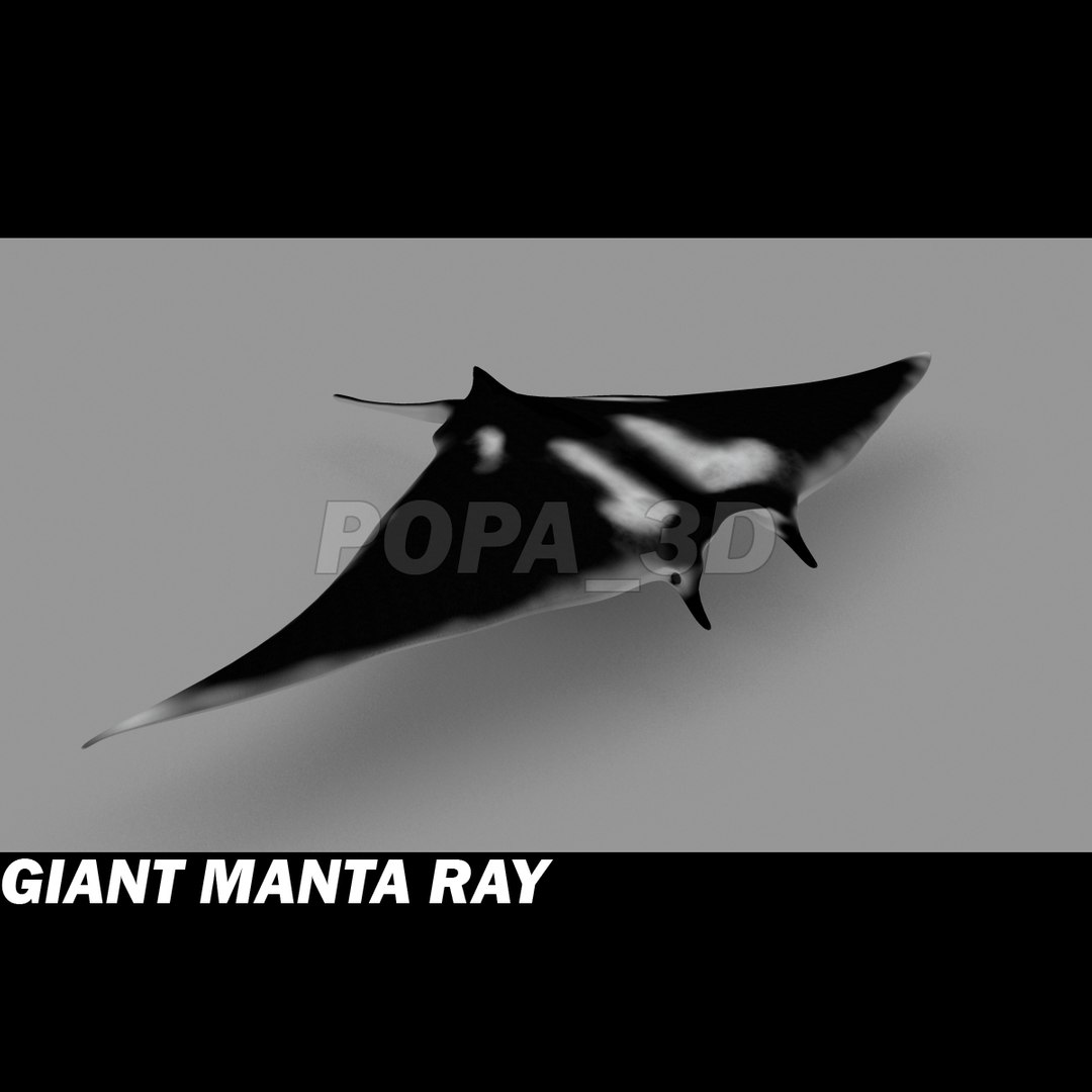 3ds manta giant https://p.turbosquid.com/ts-thumb/yU/vAhOjN/DmgfDiLr/gmre/jpg/1301053516/1920x1080/fit_q87/1268c22108f22a6c12db862675dbddc1d1b5ab06/gmre.jpg