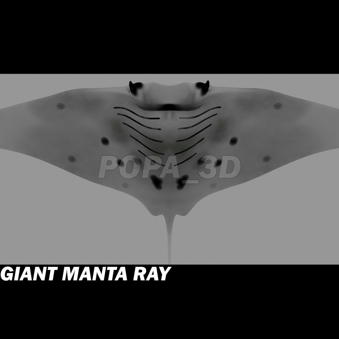 3ds manta giant https://p.turbosquid.com/ts-thumb/yU/vAhOjN/IvGfvhYT/gmrd/jpg/1301053516/1920x1080/fit_q87/9bc08f8bc0eae122c7b727005f0a7ee1f27c8246/gmrd.jpg