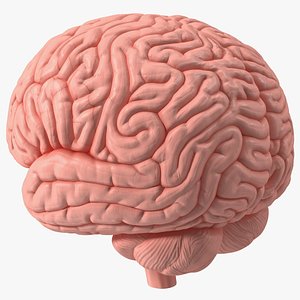 Human Brain Plastic Model 3D