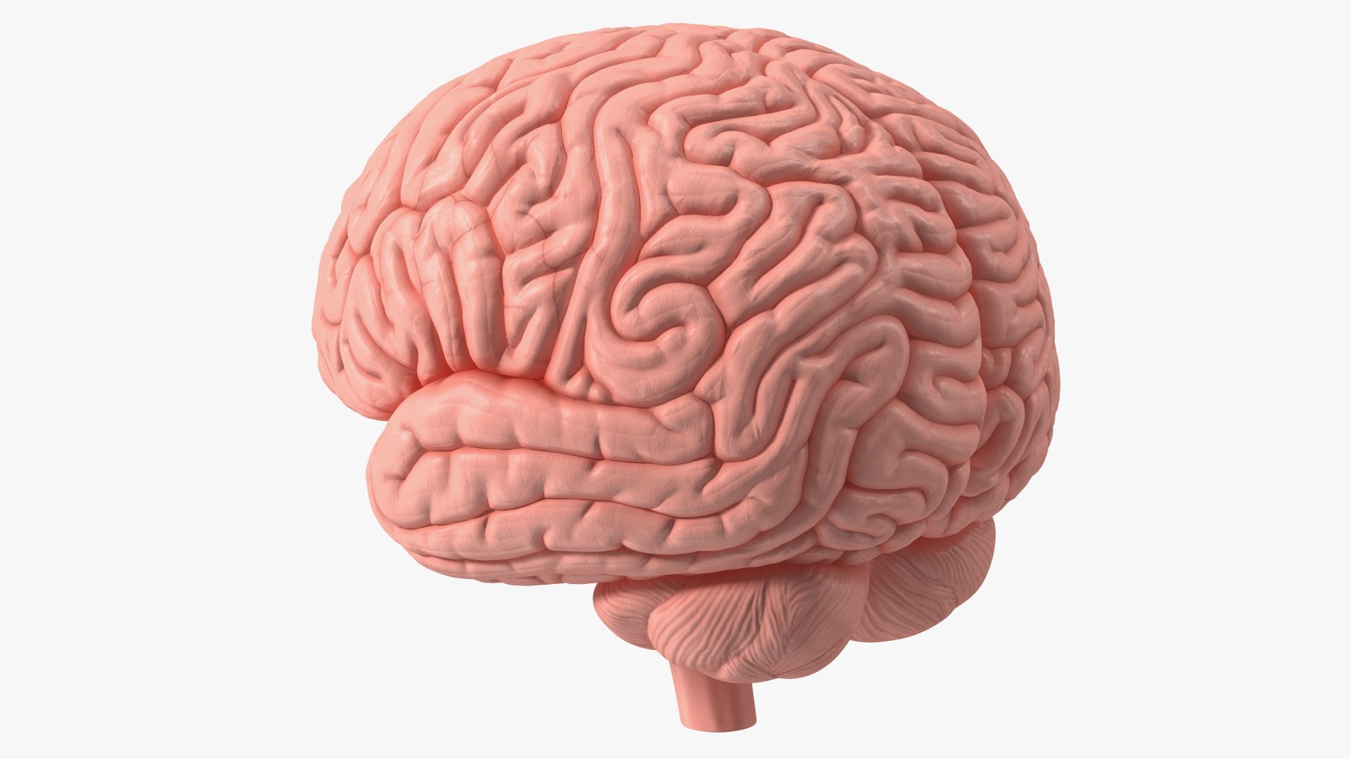 Human Brain Plastic Model 3D model preview