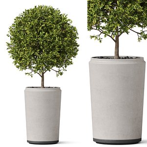 Plants collection 845