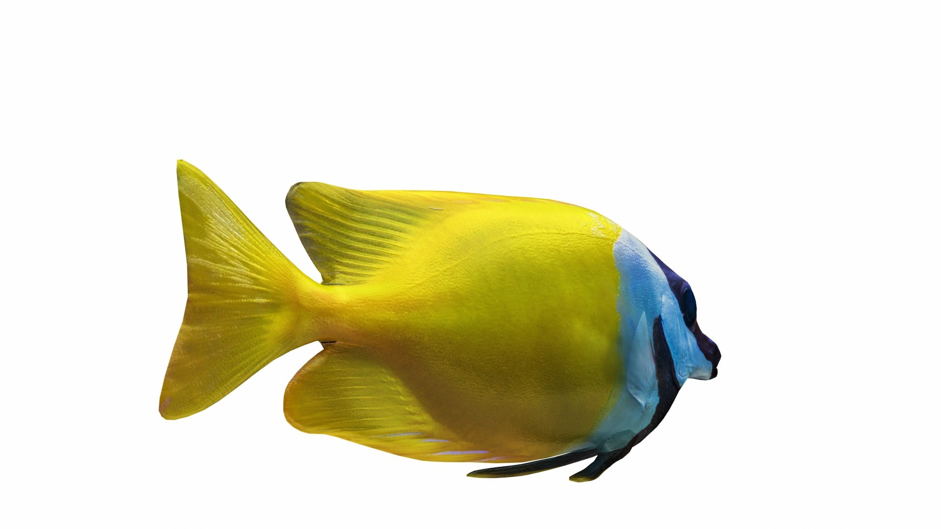 3D Underwater Animals Big Collection 34 in 1 model https://p.turbosquid.com/ts-thumb/yV/4bPfwB/maCHazvc/images0_view02/jpg/1662325034/1920x1080/fit_q87/57b7a7013b4a737abfd6efe3f63346582ee7d96a/images0_view02.jpg