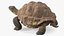 Walk Pose Dirty Giant Tortoise model