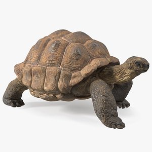 Walk Pose Dirty Giant Tortoise model