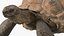 Walk Pose Dirty Giant Tortoise model